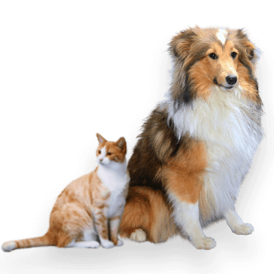 Mascotas felices